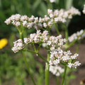 Image 2 for Valerian, Alcohol-Free 30ml Organic