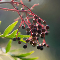 Image 2 for Black Elderberry, Alcohol-Free 30ml Organic