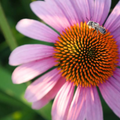 Image 2 for Echinacea, Alcohol-Free 30ml Organic