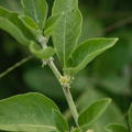 Image 2 for Ashwagandha, Alcohol-Free 30ml Organic