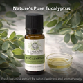 Image 5 for Officinale Eucalyptus Essential Oil - Pure Food Grade Eucalyptus Essential Oil for Diffusers and Humidifiers for Aromatherapy, Vegan and Pure Organic Formula - 10 ml