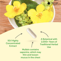 Image 2 for Mullien Leaf Capsules 120 Capsules