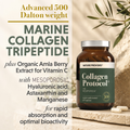 Image 4 for Collagen Protocol+ 500 da Marine Collagen Tripeptides with Organic Vitamin C