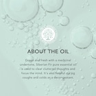 Tisserand Siberian Fir Wild Crafted Pure Essential Oil 9ml image 3