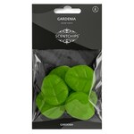 Scentchips Gardenia