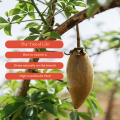 Image 5 for Baobab Superfruit Powder 275g