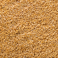 Image 3 for Golden Flaxseed 500g