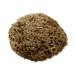 Image 1 for Soft Serenity Sheep Wool Gentle Body & Bath Natural Sea Sponge 5-5.5 Inches