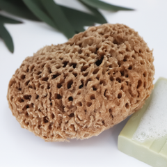Image 4 for Soft Serenity Sheep Wool Gentle Body & Bath Natural Sea Sponge 6-6.5 Inches