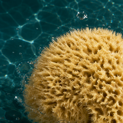 Image 5 for Golden Glow Honeycomb Luxury Body & Bath Natural Sea Sponge 5-5.5 Inches