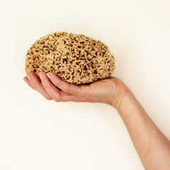 Image 4 for Honeycomb Luxe Body & Bath Natural Sea Sponge 5-5.5 Inches
