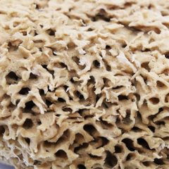 Image 5 for Honeycomb Luxe Body & Bath Natural Sea Sponge 5-5.5 Inches