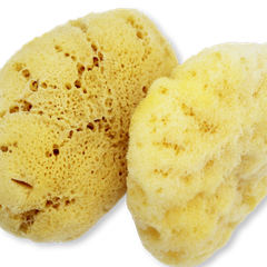 Image 3 for SilkGlow Gentle Body & Bath Natural Sea Sponge 5-5.5 Inches