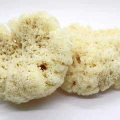 Image 3 for Deep Sea Luxe Body & Bath Natural Sea Sponge 6-6.5 Inches
