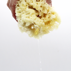 Image 5 for Deep Sea Luxe Body & Bath Natural Sea Sponge 6-6.5 Inches