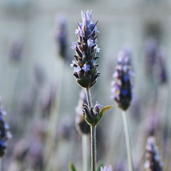 Image 3 for Lavender Essential Oil 10ml – Organic
