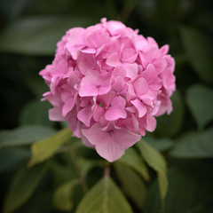 Image 3 for Geranium Essential Oil 10ml – Organic