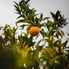 Image 3 for Sweet Orange Essential Oil 10ml – Organic