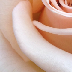 Image 3 for Hydrating Rose Mist Toner - Organic