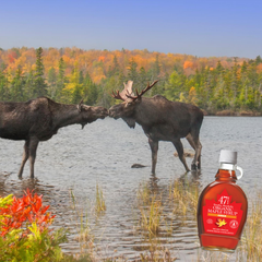 Image 4 for 47¬∞ North Canadian Organic Maple Syrup Single Source Grade A Dark Robust 250g