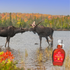Image 3 for 47¬∞ North Canadian Organic Maple Syrup Single Source Grade A Very Dark Strong 250g