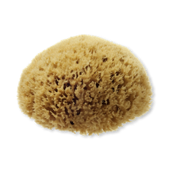 Image 2 for Natural Sea Sponge For Bathing 5.5 - 6  Inches