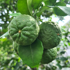 Image 4 for Bergamot Essential Oil 10ml - Organic – Uplifting Citrus Aromatherapy