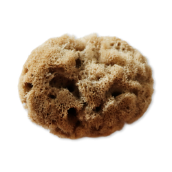 SpongeBox EcoSoft Sheep Wool Baby Bath Gentle Natural Sea Sponge 4-4.5 Inches
