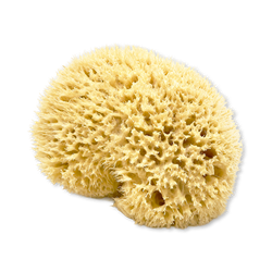 SpongeBox Golden Glow Honeycomb Luxury Body & Bath Natural Sea Sponge 5-5.5 Inches