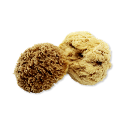 SpongeBox Deep Sea Pure Luxury Body & Bath Natural Sea Sponge 5-5.5 Inches