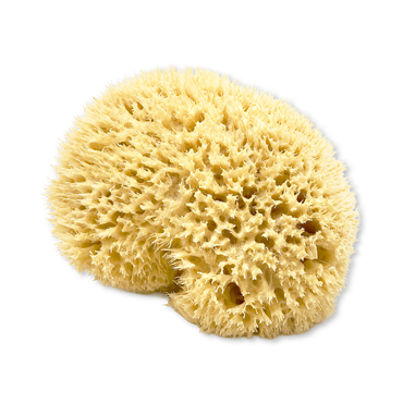 Review of SpongeBox Golden Glow Honeycomb Luxury Body & Bath Natural Sea Sponge 5-5.5 Inches