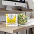 Pimpmysalad Cashew Parmesan Sachet 20g image 4