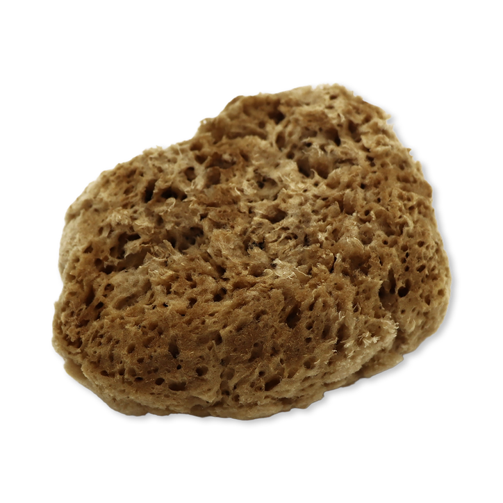 SpongeBox Soft Serenity Sheep Wool Gentle Body & Bath Natural Sea Sponge 6–6.5 Inches