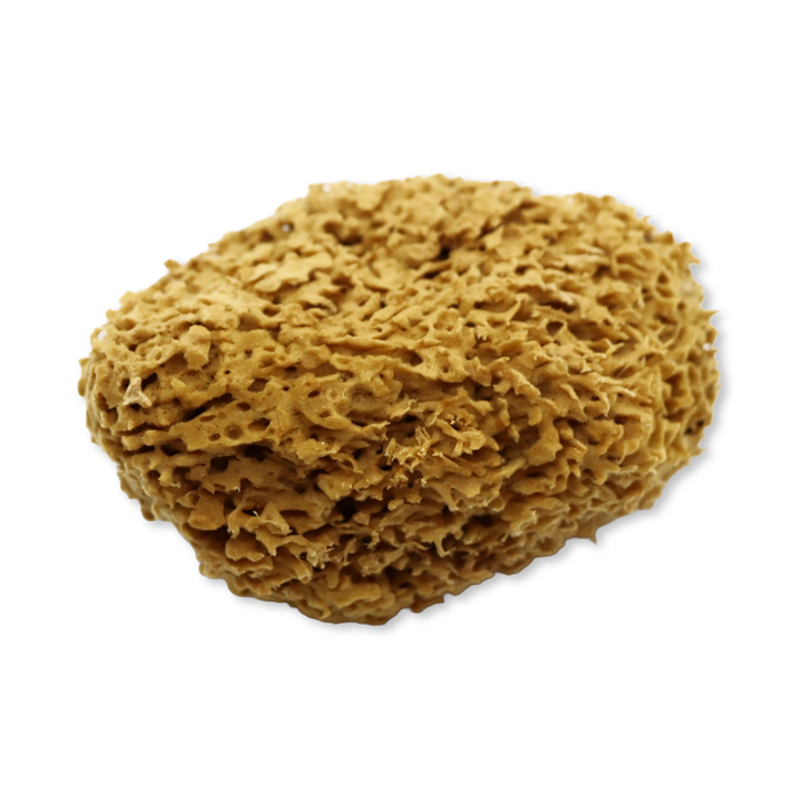 SpongeBox Honeycomb Luxe Body & Bath Natural Sea Sponge 6-6.5 Inches