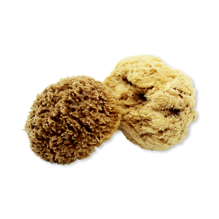 SpongeBox - Deep Sea Pure Luxury Body & Bath Natural Sea Sponge 5‚Äì5.5 Inches