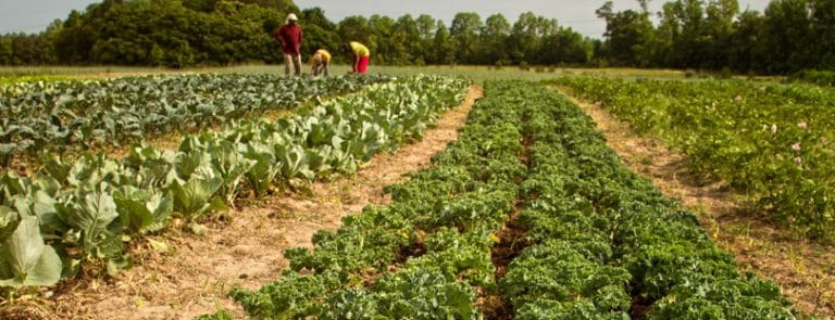 Farmers working on Kale Crops