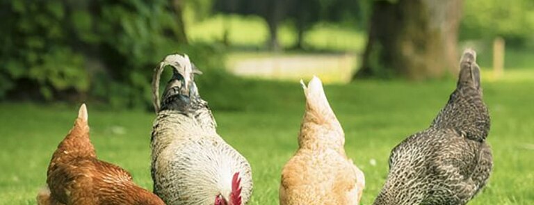 Four chickens looking for food in the grass