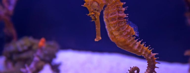 What is Seahorse Plankton? image