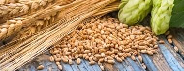 Why Barley Is Great For Your Health