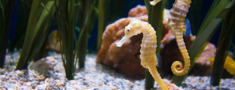 The anti-aging plankton you need to know image