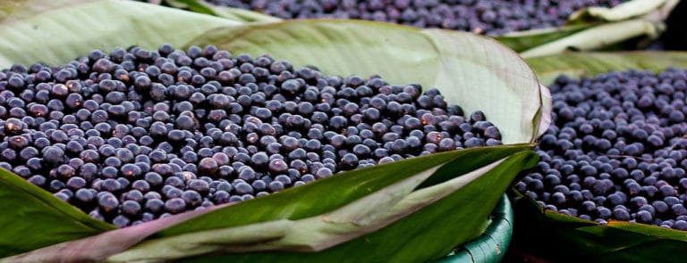 Why Maqui berries & Acai berries are the ultimate superfoods image