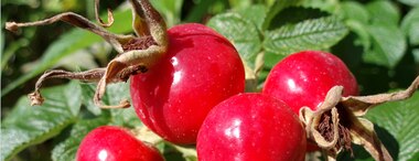 5 reasons why you should be using rosehip oil