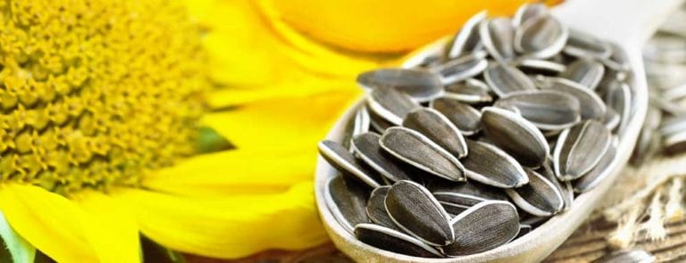 Vitamin F in sunflower seeds