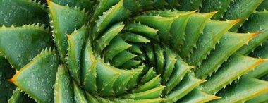 Aloe Vera: Uses, Benefits, Dosage & Side-Effects