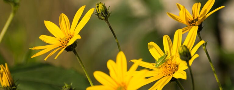 Arnica: overview, benefits, dosage, side effects image