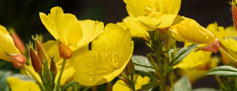 Evening primrose oil: Benefits, dosage, side effects, uses & more image