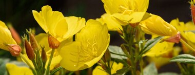 Evening Primrose Oil: Benefits, Side Effects & More