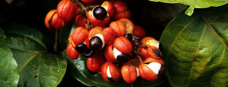 A rainforest vine that grows in the Amazon region in Brazil, guarana's health benefits include fatigue reduction. Find out more about this vine here.
