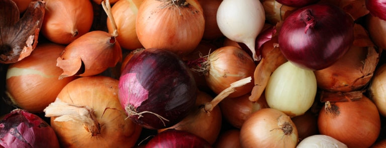 Onions, a source of quercetin