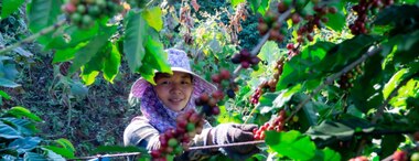 Is Coffee Sustainable?